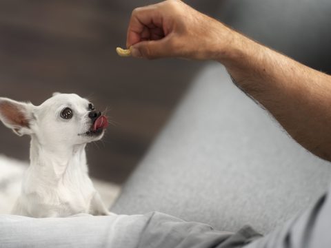 vista-do-adoravel-cachorro-chihuahua-recebendo-algumas-guloseimas-em-casa